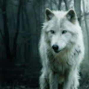 Meet your Posher, Wolf